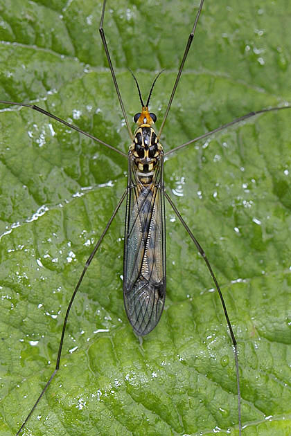 langpootmug (nephrotoma crocata) 06-2011 7813