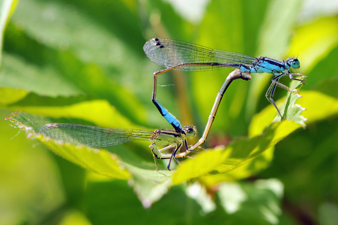 lantaarntje (ischnura elegans)