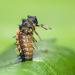 larve aziatisch lieveheersbeestje (harmonia axyridis) 6-2022 3325