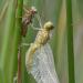 libel met larvehuid (libellulidae sp) 06-2011 8048