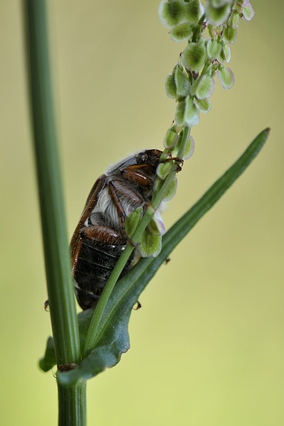 meikever (melolontha melolontha)