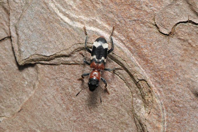 mierenkever (thanasimus formicarius)