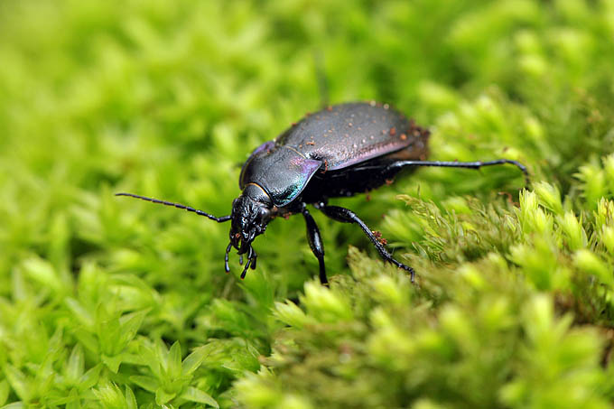 paarse loopkever (carabus violaceus) 3-2012 5403