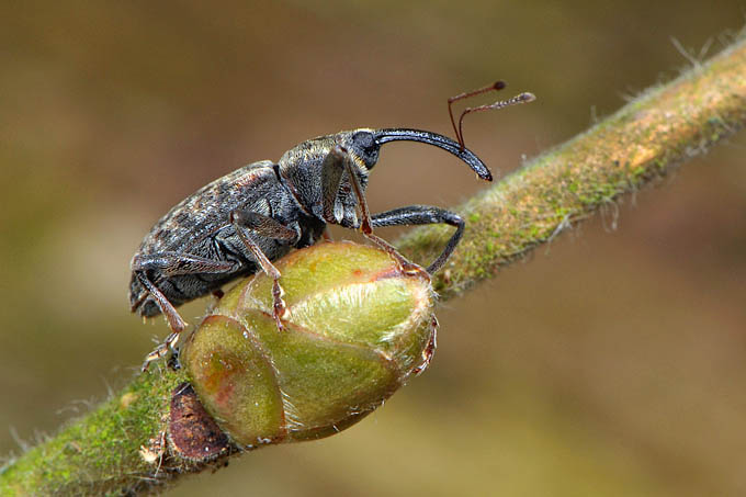 populierensnuitkever (Dorytomus longimanus) 3-2012 5203