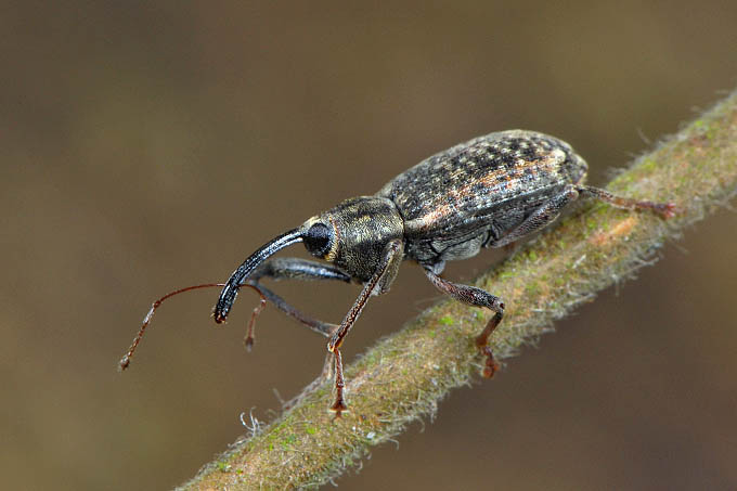 populierensnuitkever (Dorytomus longimanus) 3-2012 5206