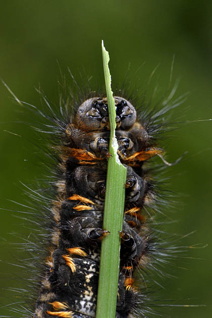 rietvink (philudoria potatoria) 06-2011 8822
