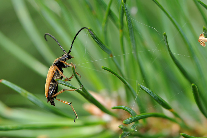 rode smalbok (leptura rubra)