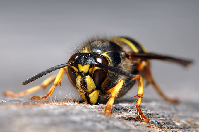 rode wesp (vespula rufa)
