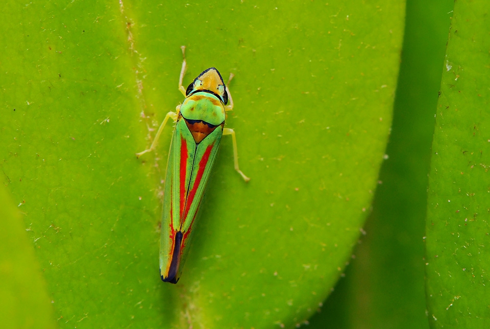 rododendroncicade (Graphocephala fennahi) 2967