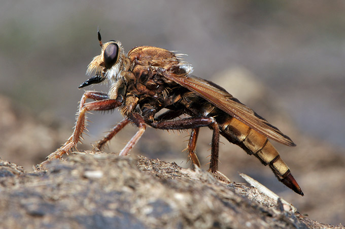 roofvlieg (asilus crabroniformis)