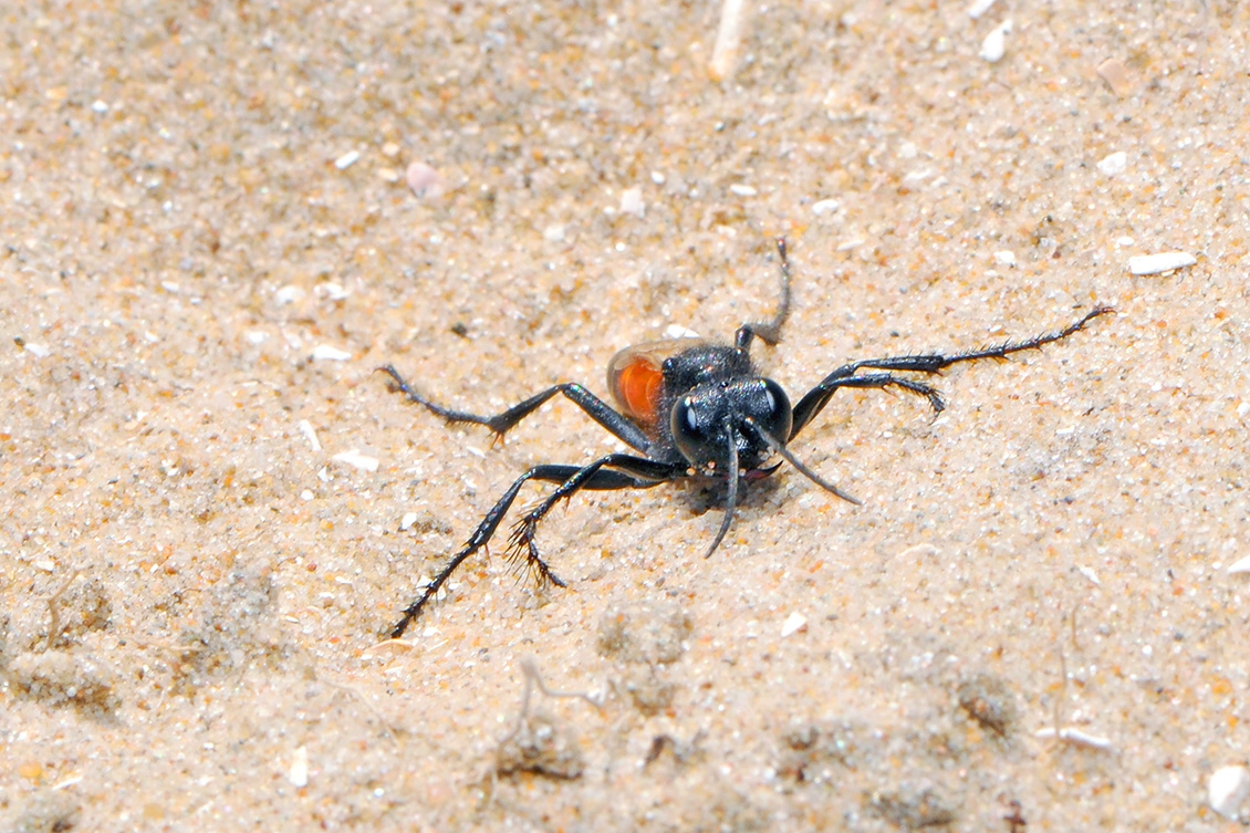 ruige aardrupsendoder (Podalonia hirsuta) 8-2008 2292