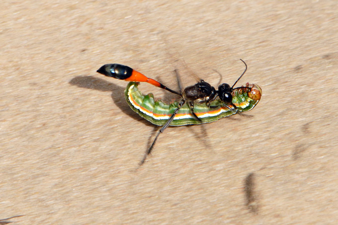 rupsendoder (ammophila sabulosa)