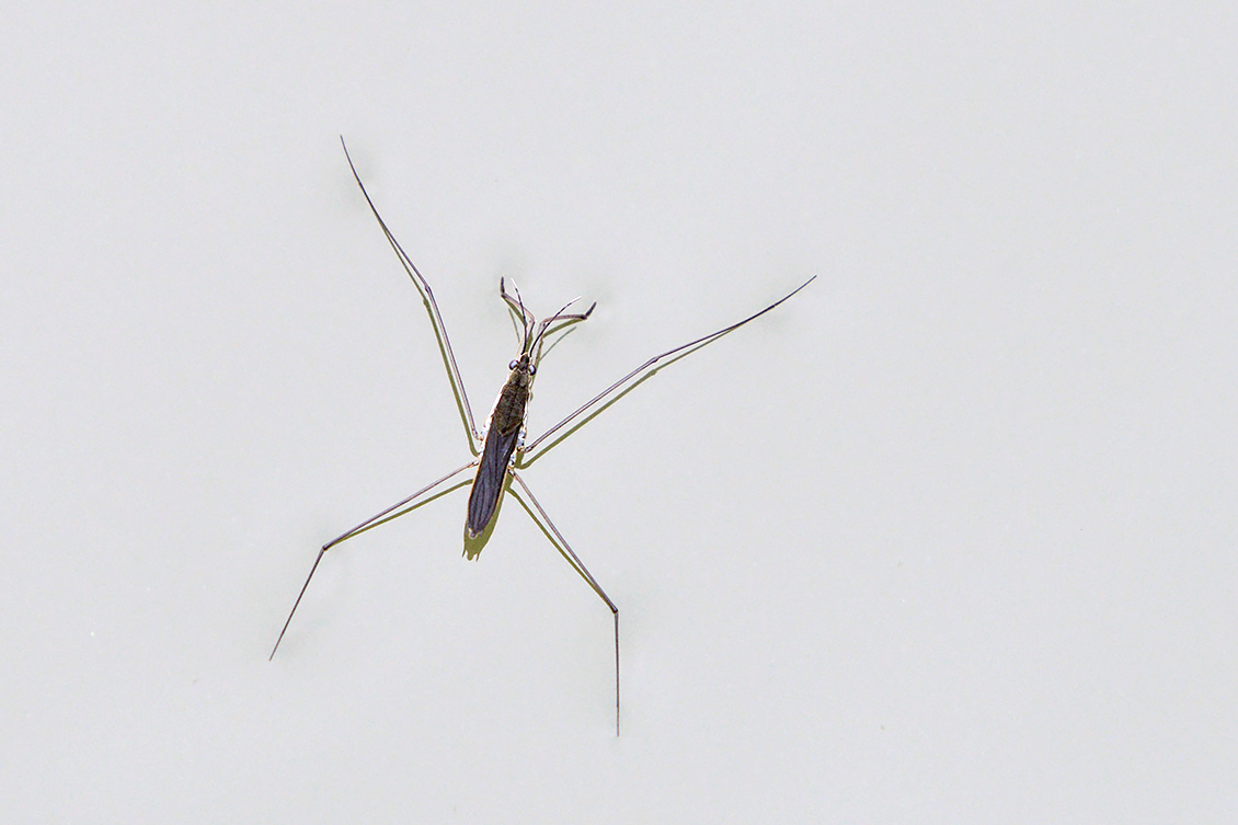 schaatsenrijder (Gerris lacustris) 10-2017 7303