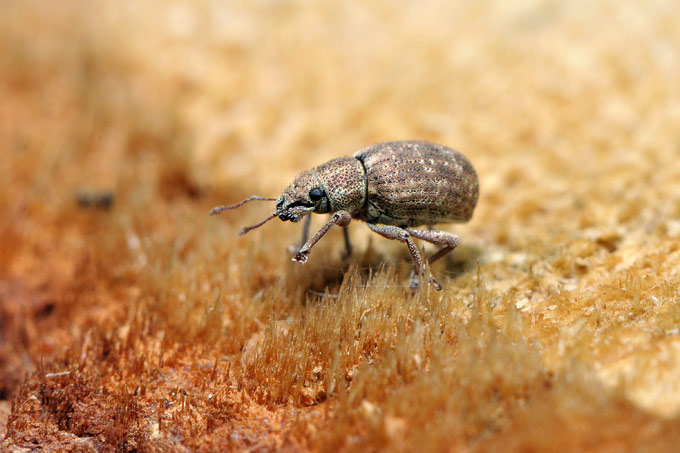 snuitkever (strophosoma rufipes)