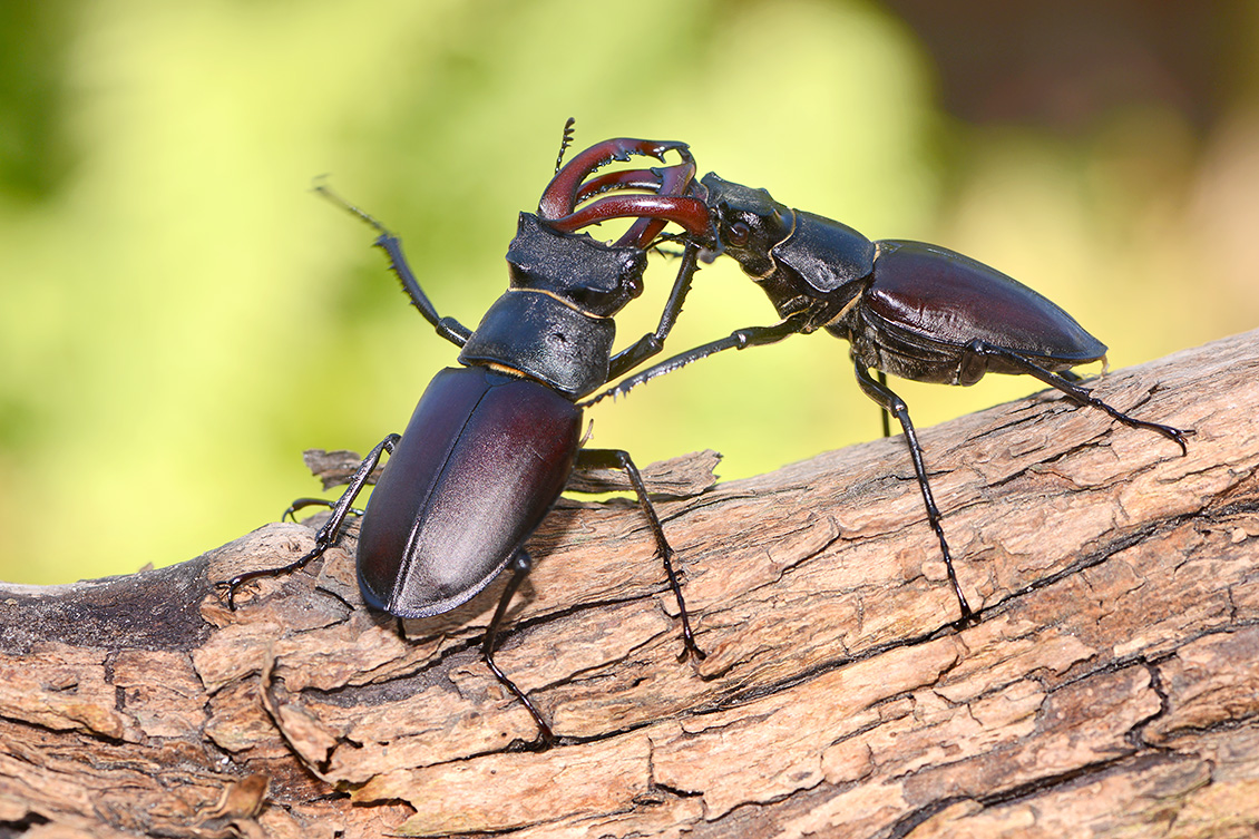 vliegend hert (Lucanus cervus) 7-2018 5089