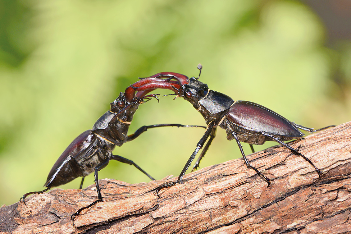 vliegend hert (Lucanus cervus) 7-2018 5099
