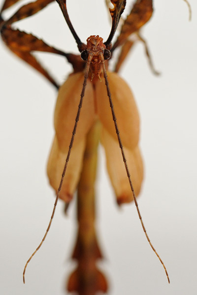 wandelende tak (extatosoma tiaratum)