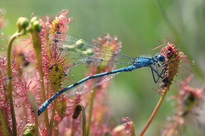 watersnuffel (enallagma cyathigerum)