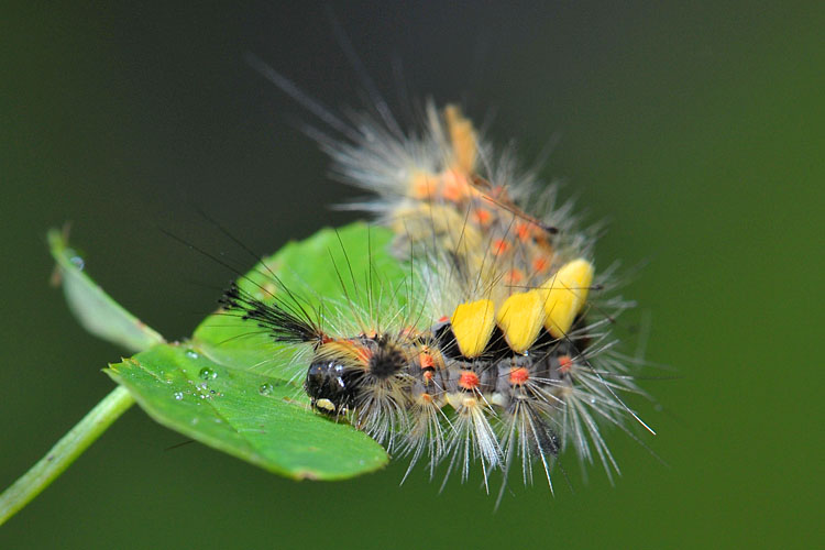 witvlakvlinderrups (Orgyia antiqua) 7-2012 9235