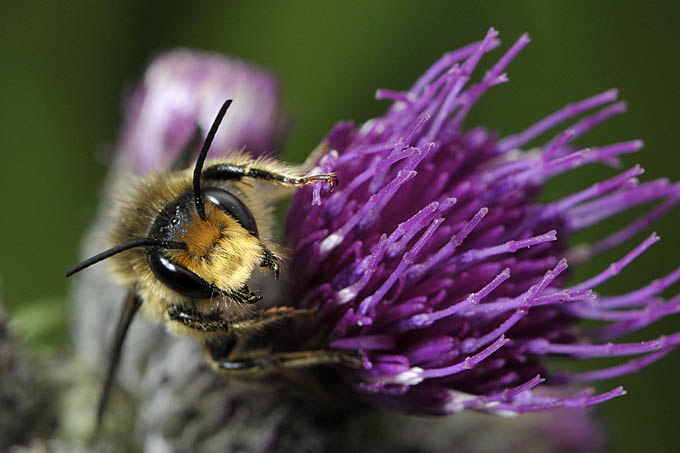 zandbij (adrena sp) 06-2011 8421