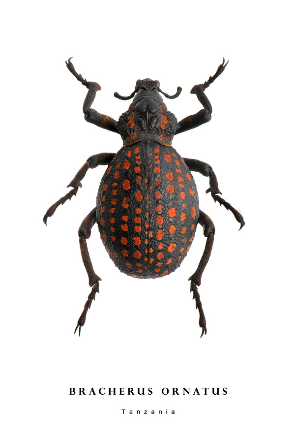 bracherus ornatus