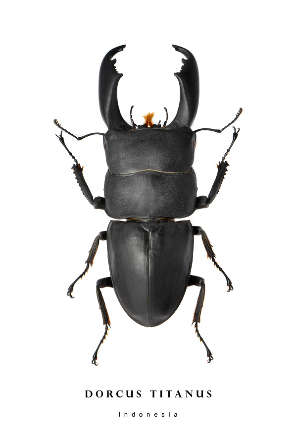 dorcus titanus