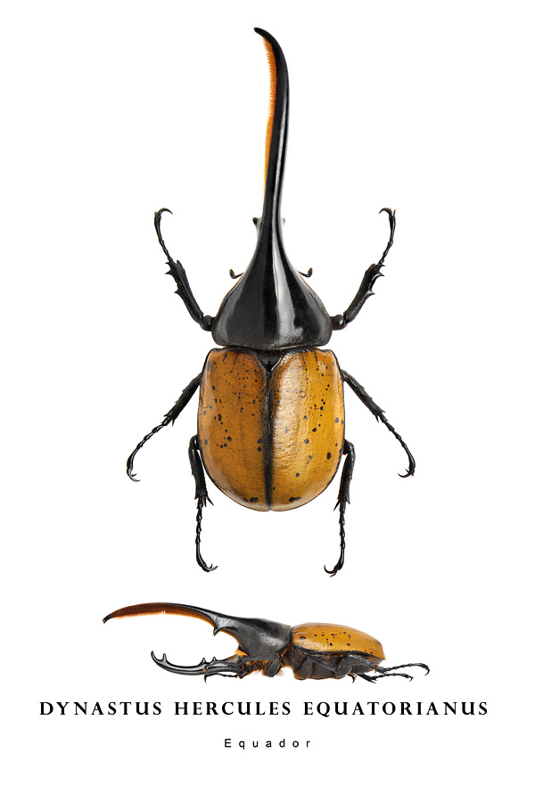 dynastus hercules equatorianus