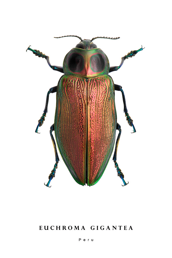euchroma gigantea