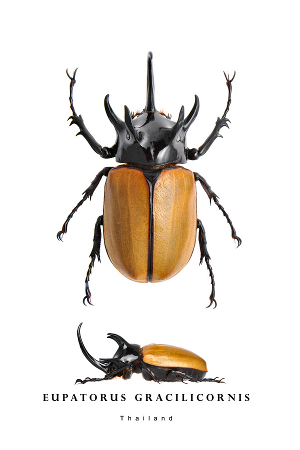 eupatorus gracilicornis