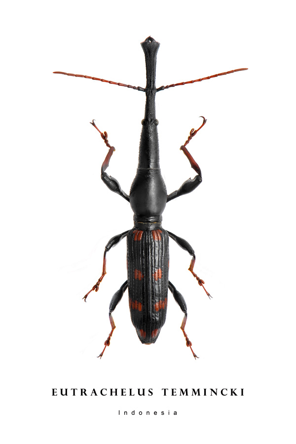 eutrachelus temmincki