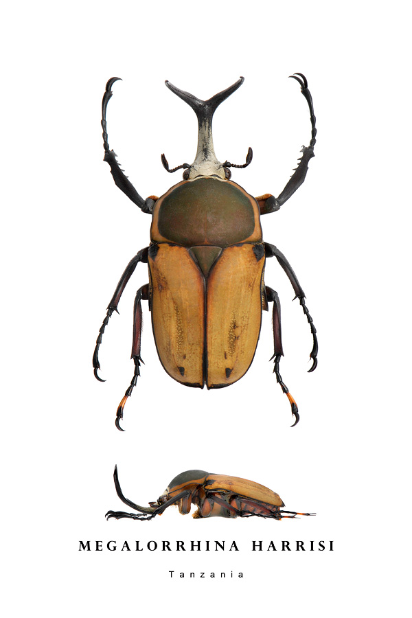 megalorrhina harrisi