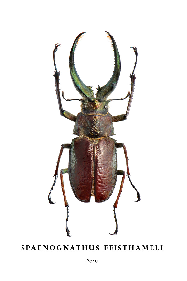 spaenognathus feisthameli