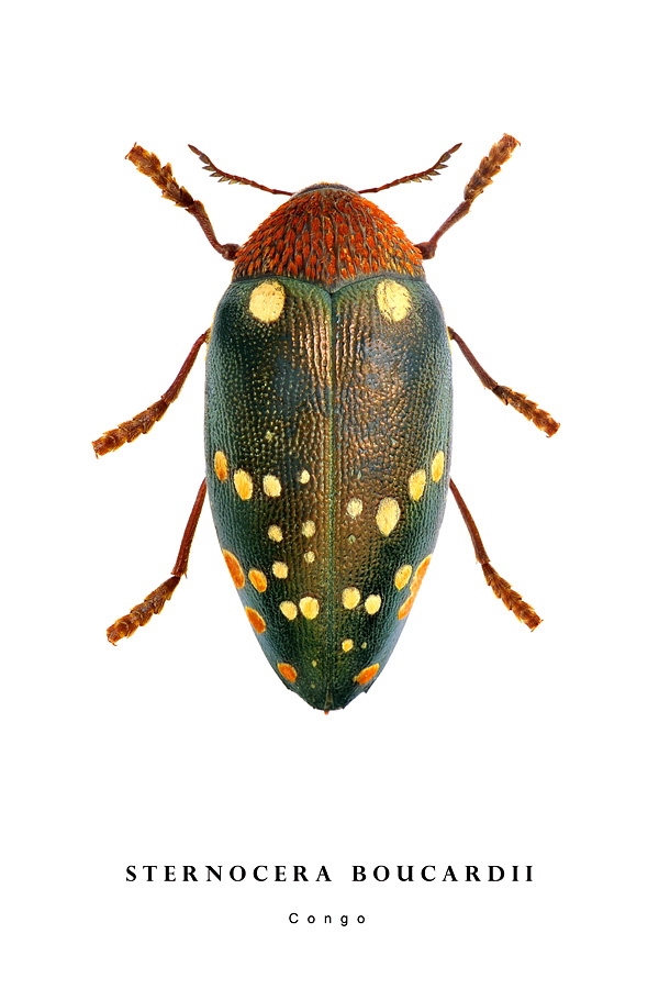 sternocera boucardii congo