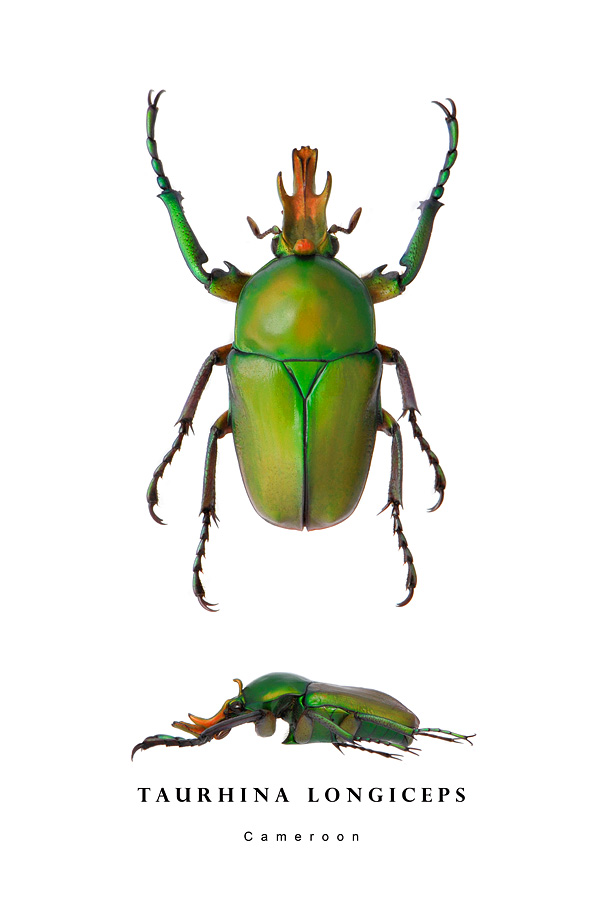 taurhina longiceps