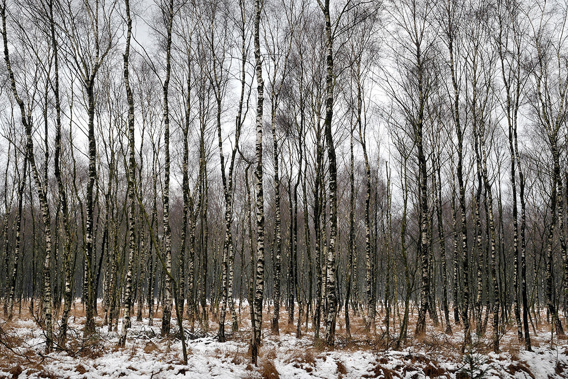 campina 11-2008 3681