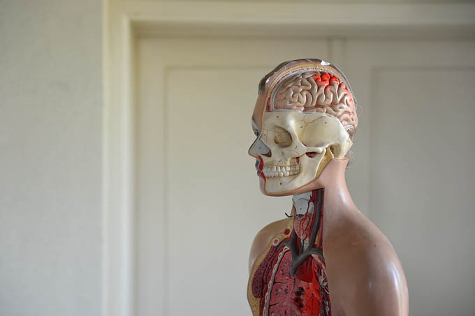 anatomiepop st lucas