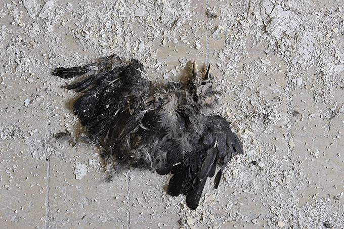 grote hoeve merksplas 03-2011 5896