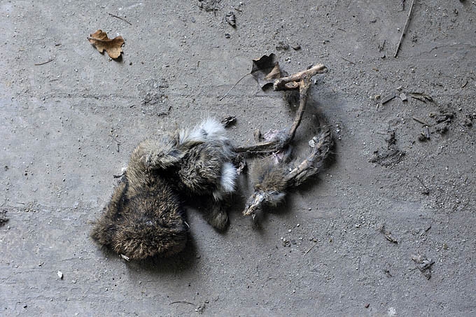 grote hoeve merksplas 03-2011 5966