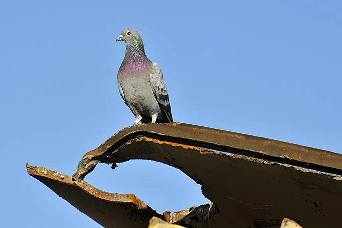 sloop kranen kanaaldok b1 10-2011 2064