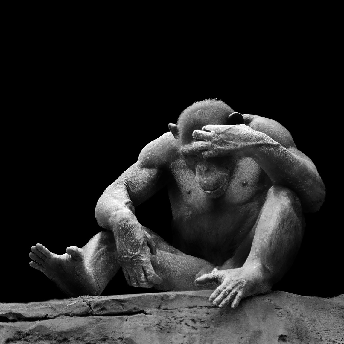 chimpansee (pan troglodytes) 8-2025 1999