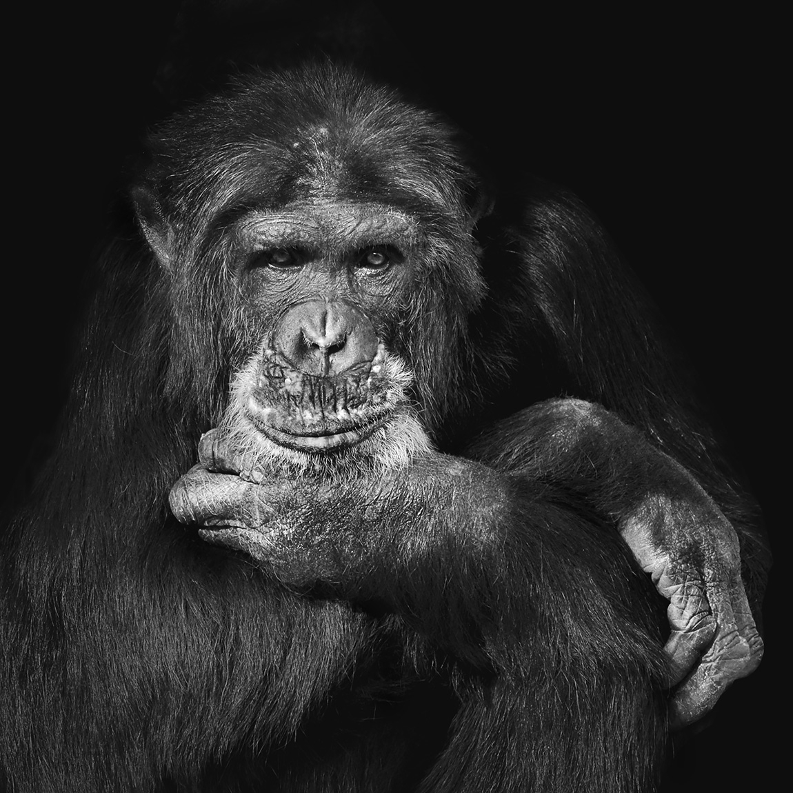 chimpansee stephan (pan troglodytes) 11-2022 5371