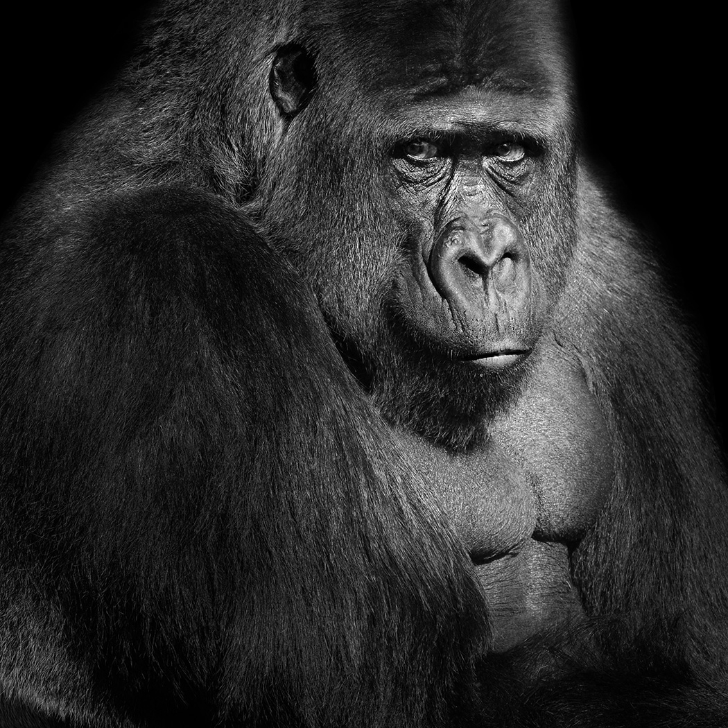 gorilla (gorilla gorilla) 3-2026 3230