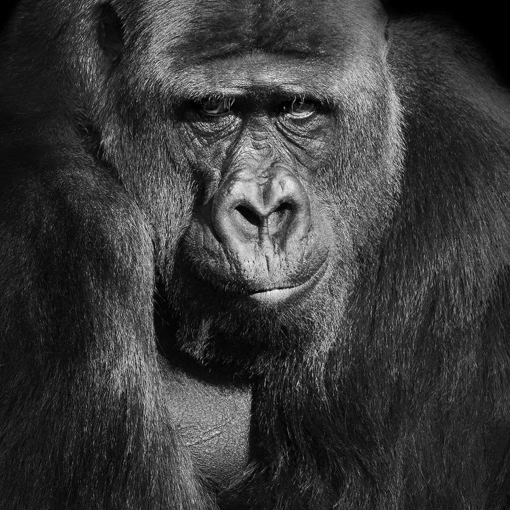 gorilla (gorilla gorilla) 3-2026 3235