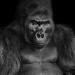 gorilla (gorilla gorilla) 4-2022 2129-3