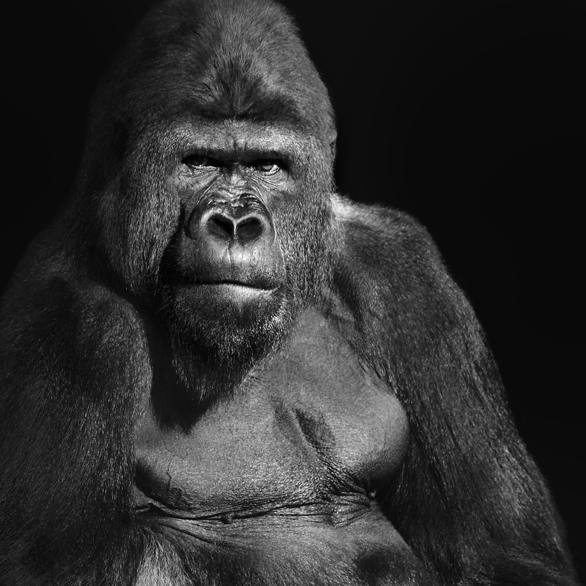 gorilla 3-2023 6989