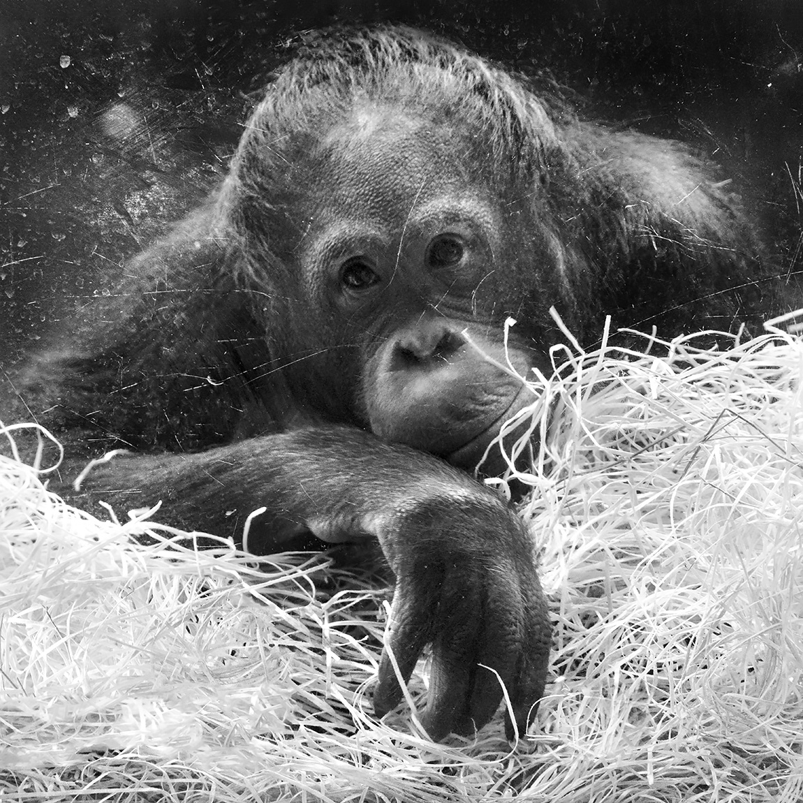 orang-oetan (pongo pygmaeus) 12-2023 9553