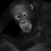 orang-oetan (pongo pygmaeus) 12-2023 9791
