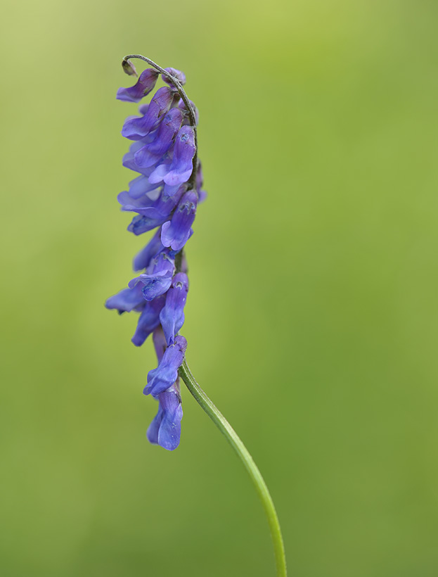 bloem 5-2010 5223