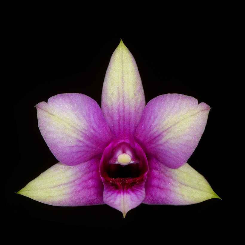dendrobium polar fire 7-2015 3119
