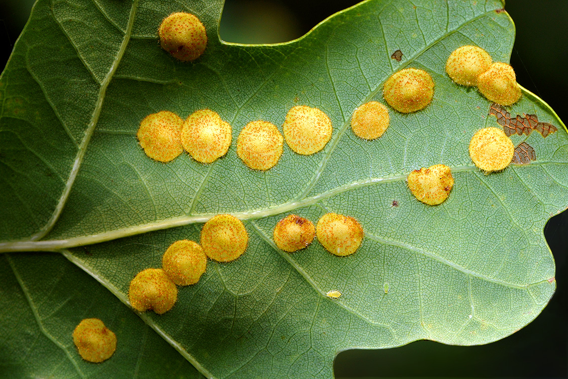 lensgallen (neuroterus quercusbaccarum) 8-2008 2410